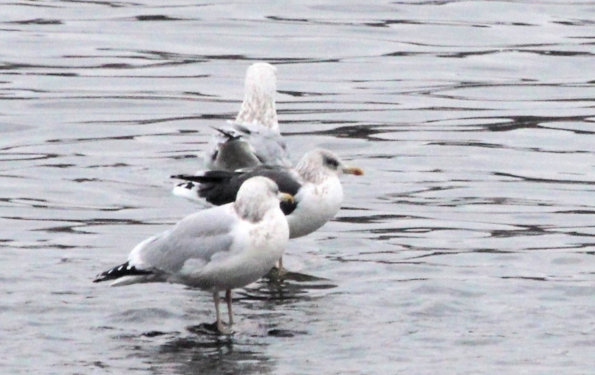 Lesser Black-backed Gull - ML646472338