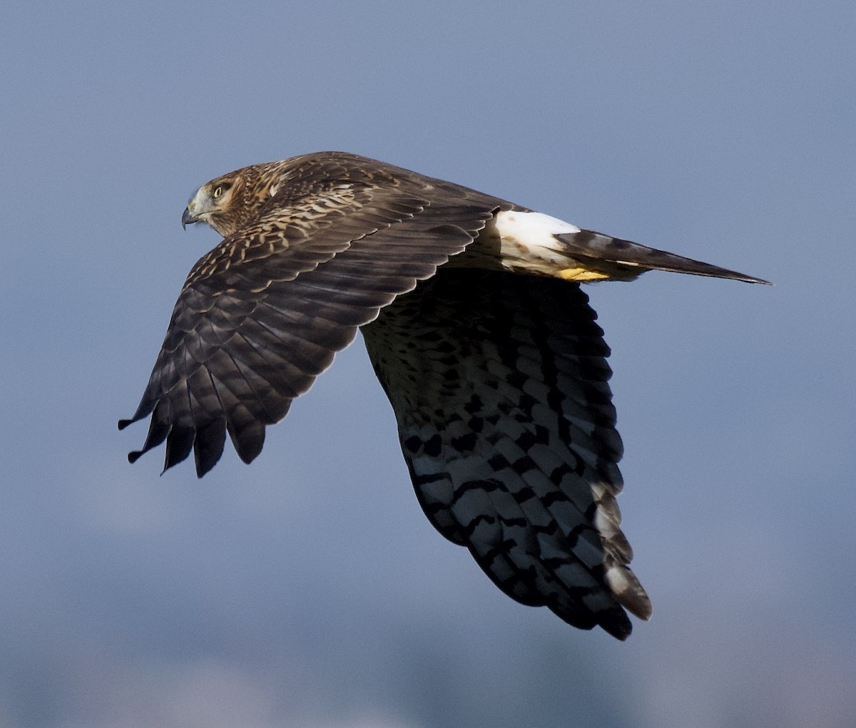 Northern Harrier - ML646472344