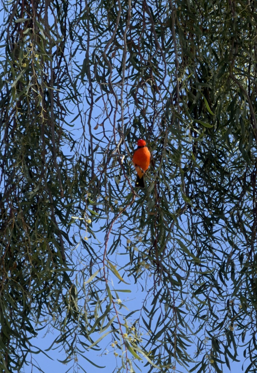 Vermilion Flycatcher - ML646472346