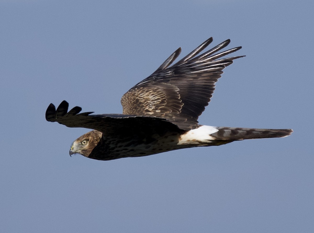 Northern Harrier - ML646472349