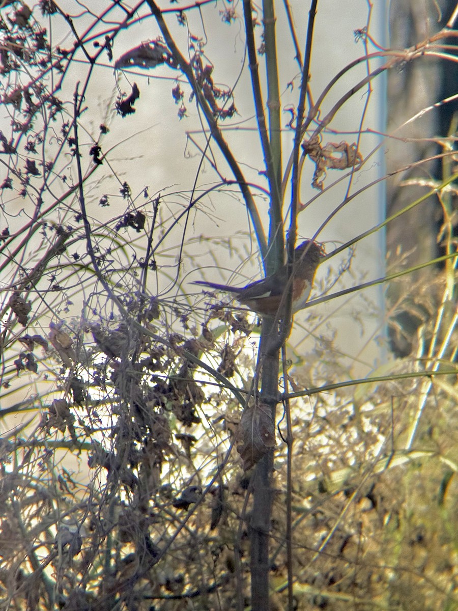 Eastern Towhee - ML646472356