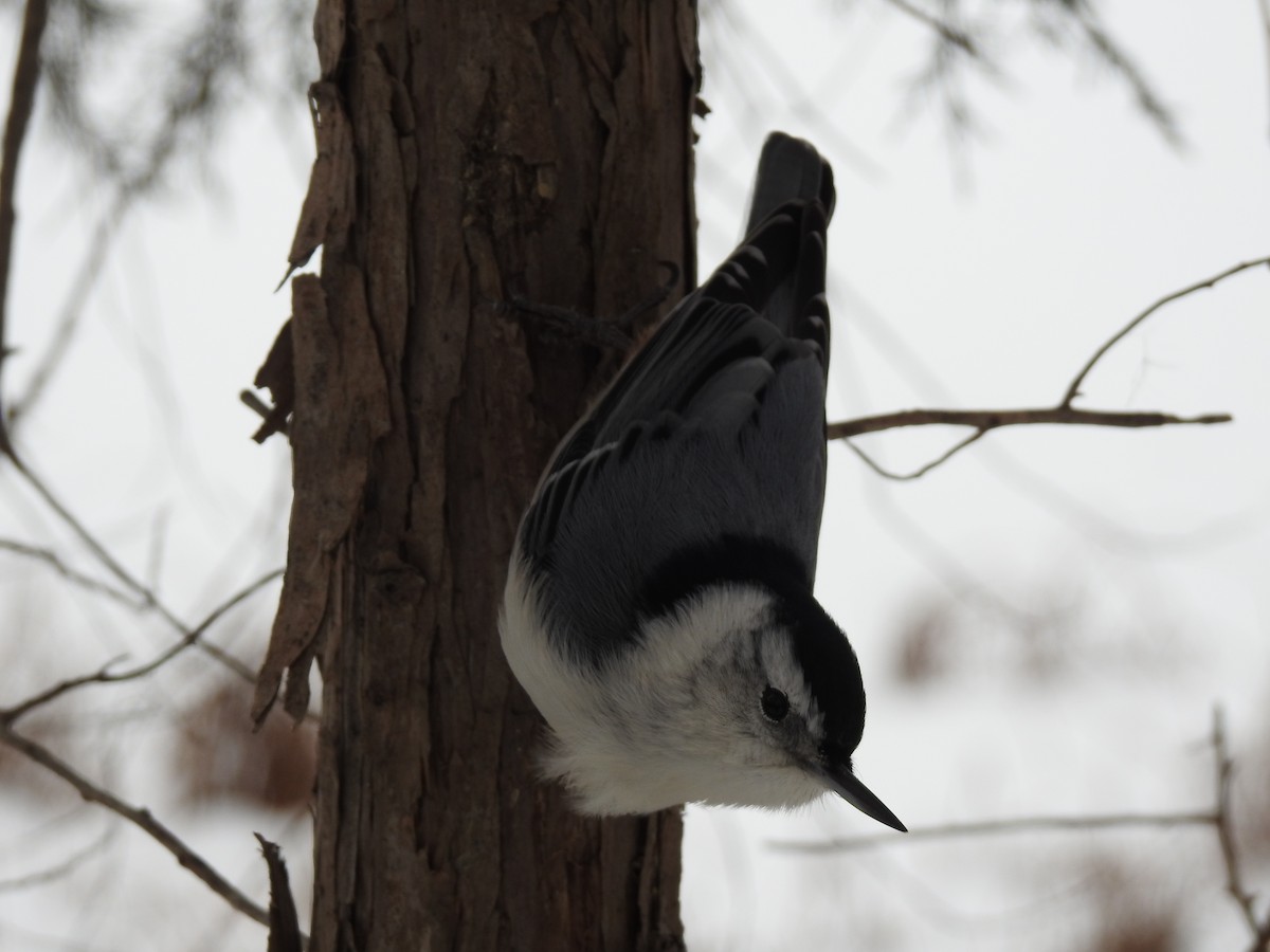 Weißbrustkleiber - ML646472358