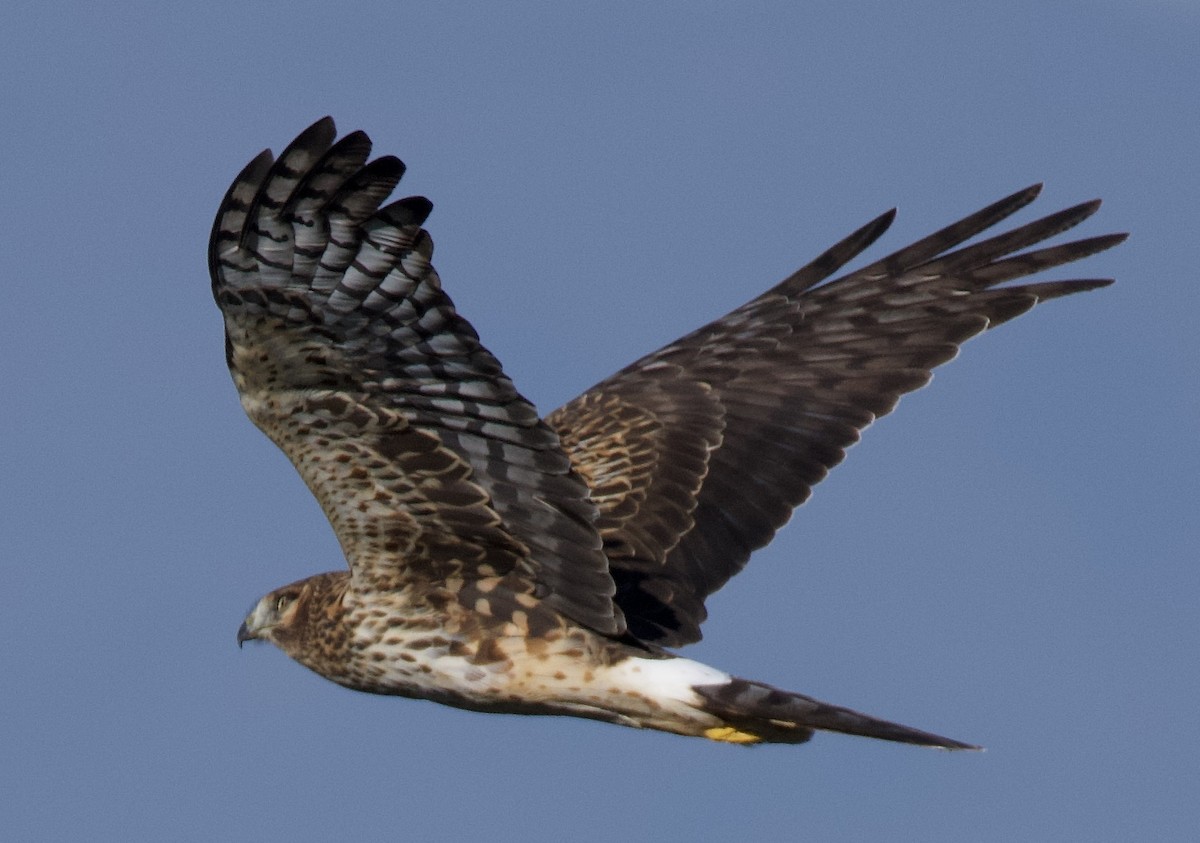 Northern Harrier - ML646472359