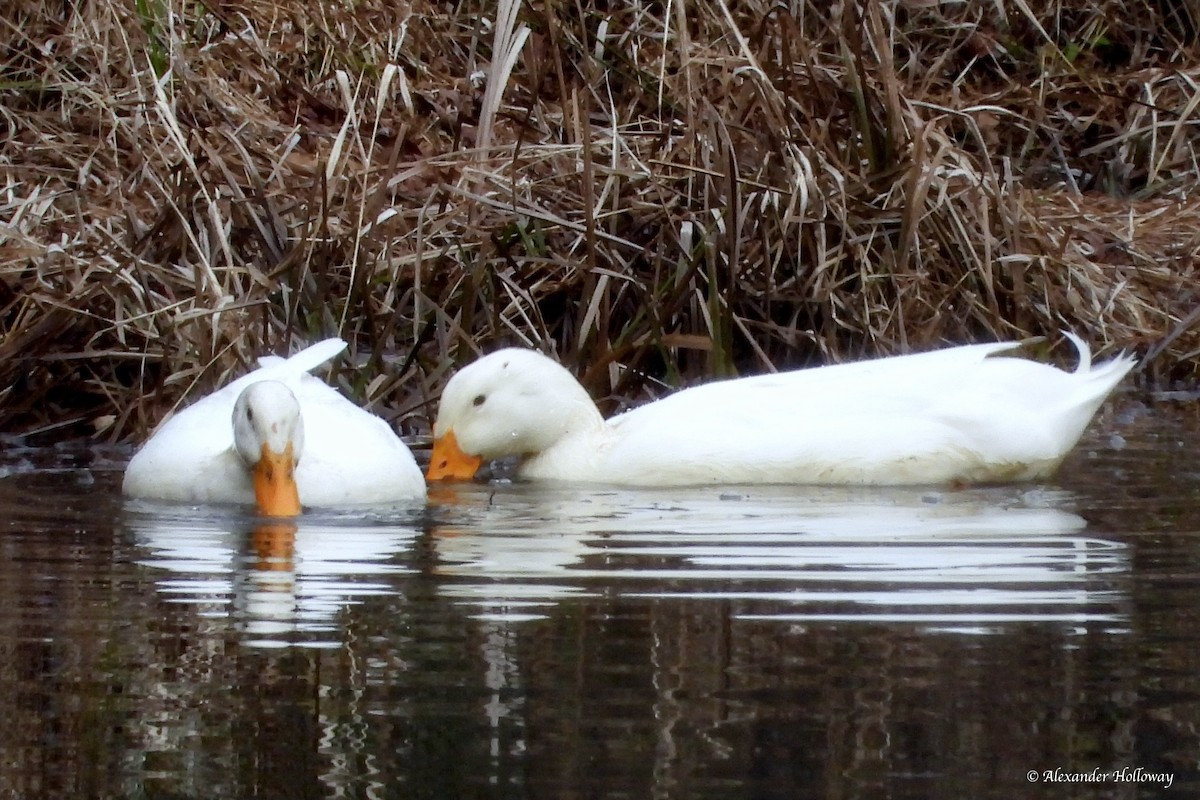 Fehlfarben-Stockente/Hausente - ML646472360