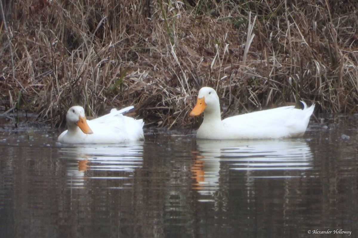Fehlfarben-Stockente/Hausente - ML646472361