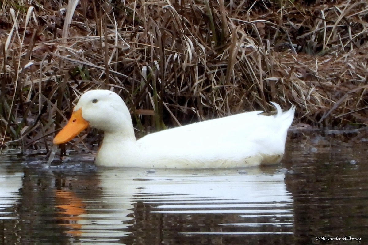 Fehlfarben-Stockente/Hausente - ML646472362