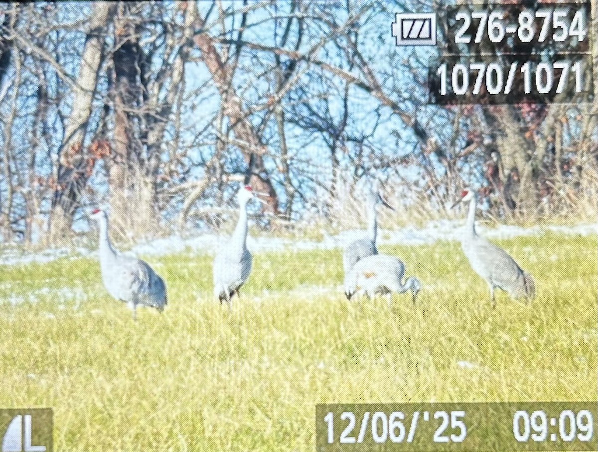 Орог тогоруу - ML646472363