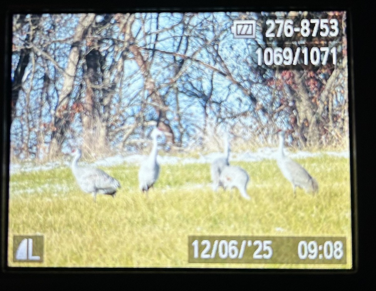 Орог тогоруу - ML646472364