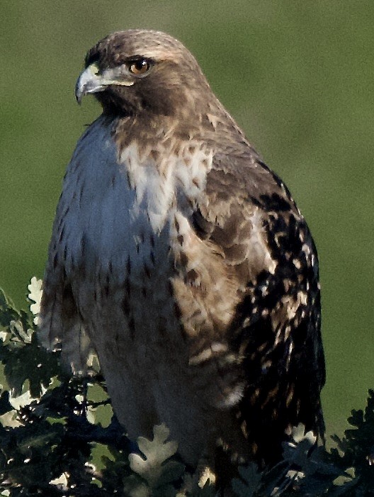 Red-tailed Hawk - ML646472367