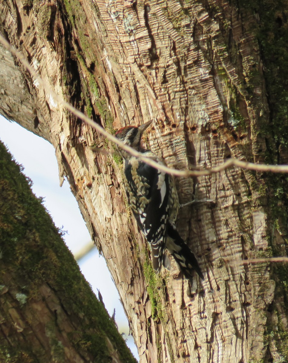Yellow-bellied Sapsucker - ML646472368