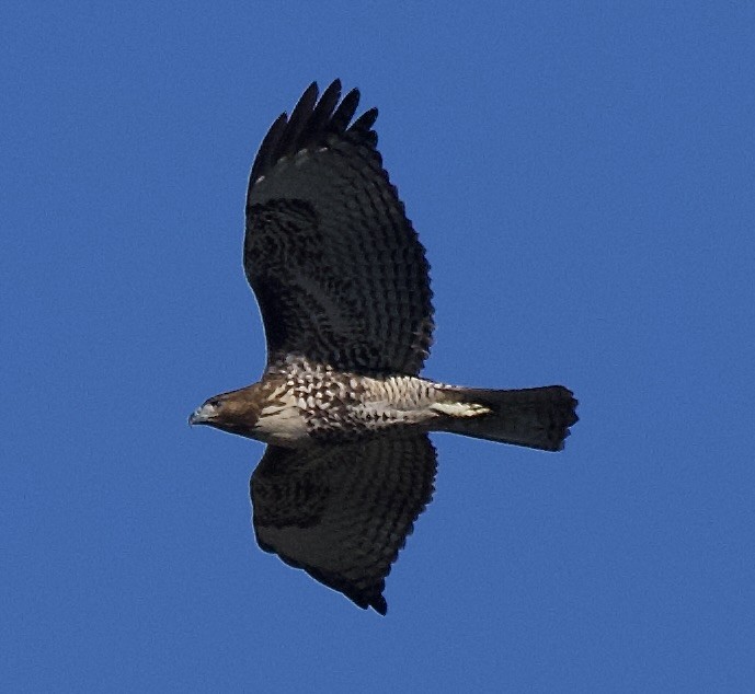 Red-tailed Hawk - ML646472369