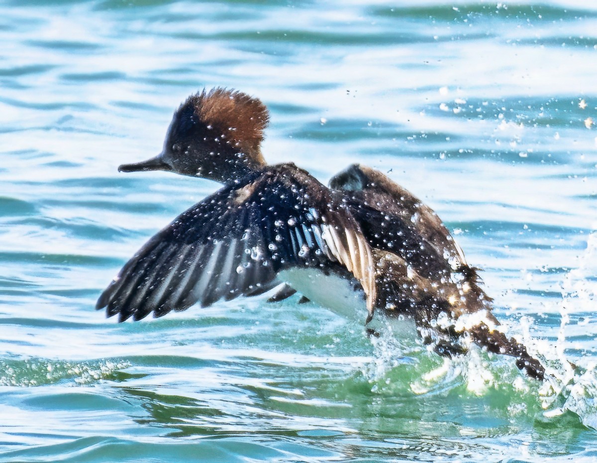 Hooded Merganser - ML646472378