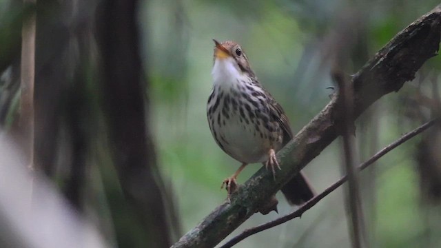 Баблер рудоголовий - ML646472379