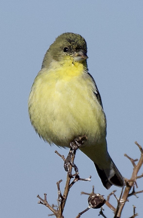 Lesser Goldfinch - ML646472381