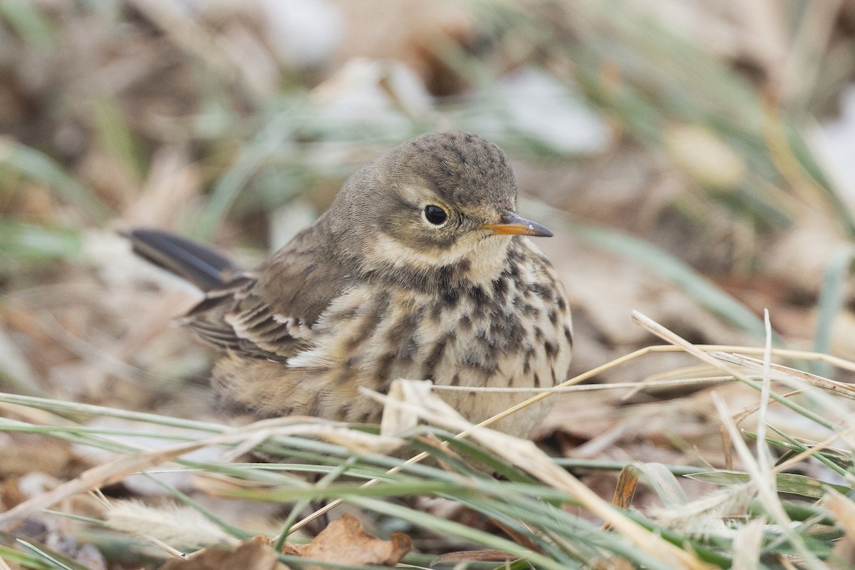 American Pipit - ML646472384