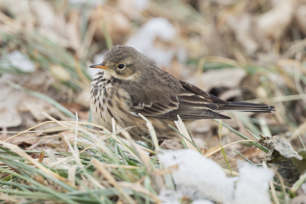 American Pipit - ML646472385