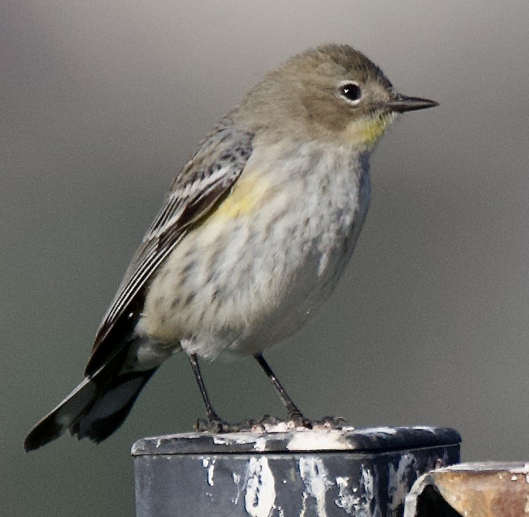 Yellow-rumped Warbler - ML646472389
