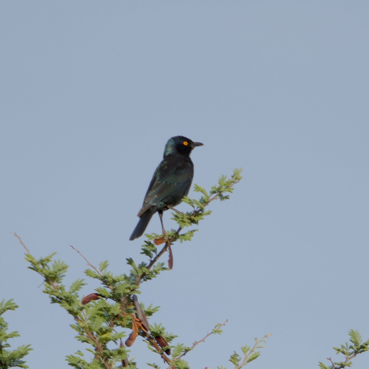 Cape Starling - ML646472391
