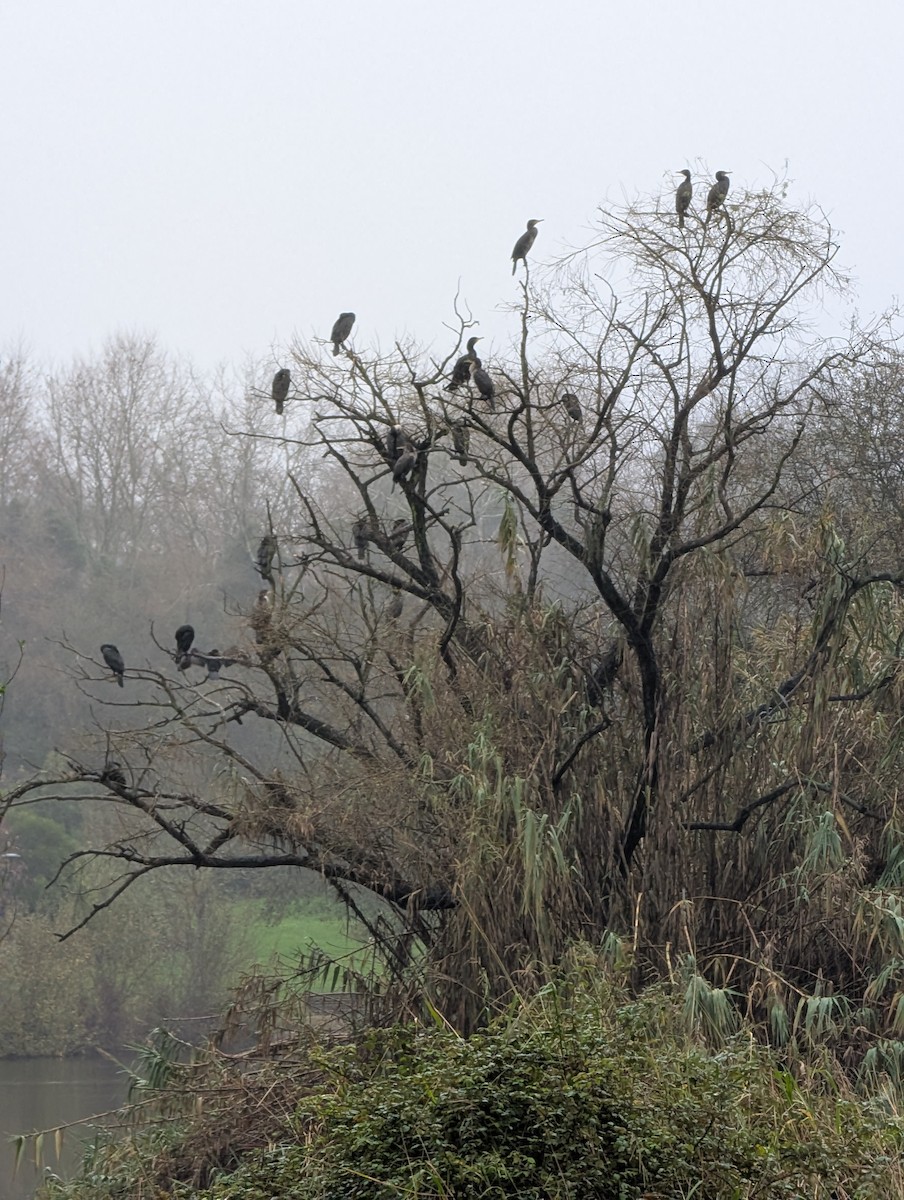 kormorán velký - ML646472392