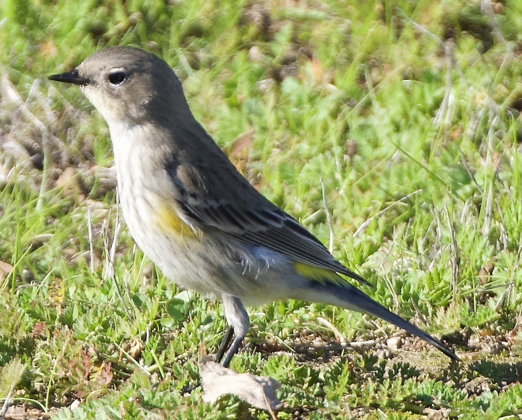Yellow-rumped Warbler - ML646472393