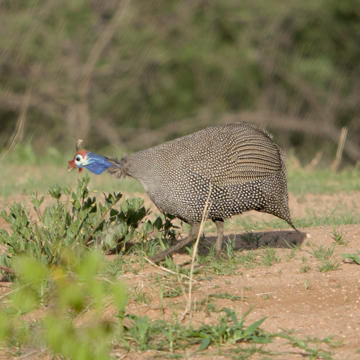 Helmeted Guineafowl - ML646472399