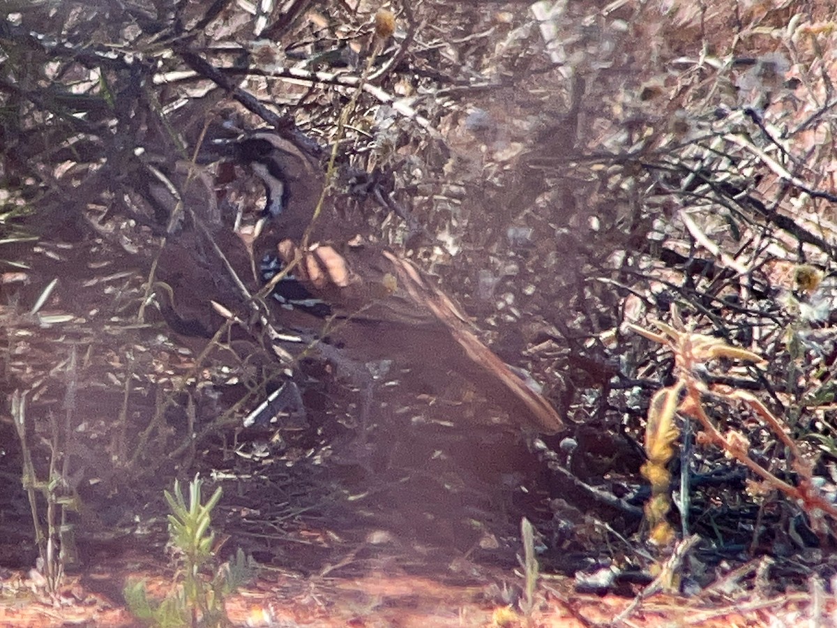 kosovec skořicový - ML646472400