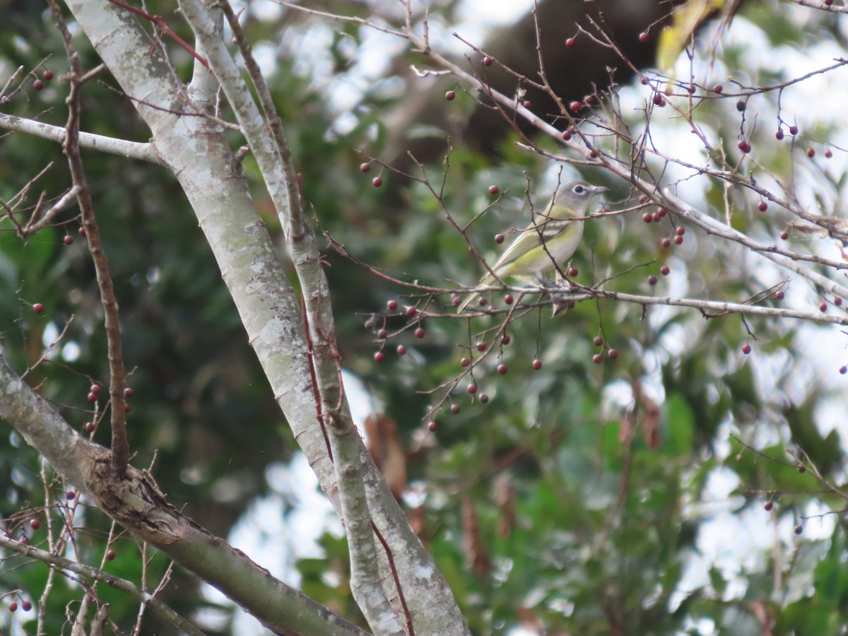 フタスジモズモドキ - ML646472401