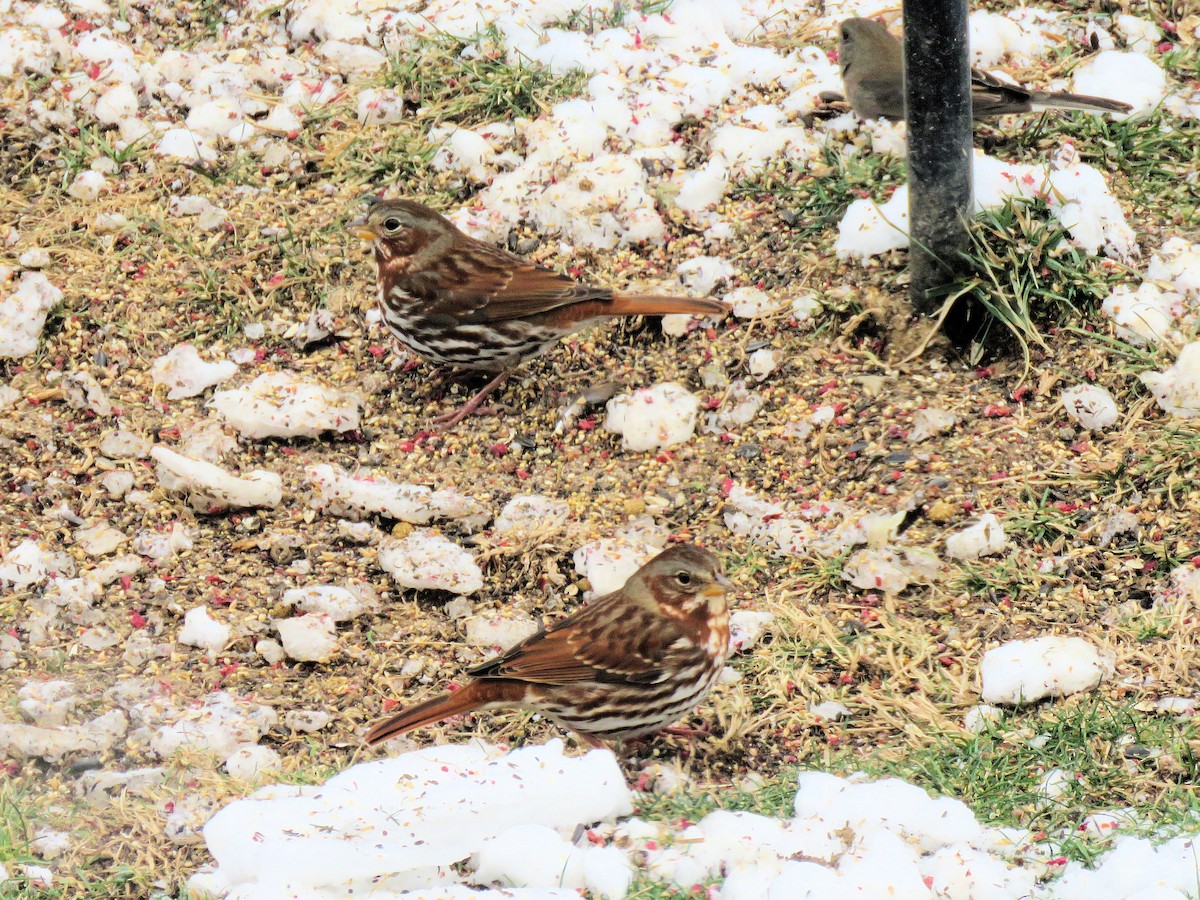 Fox Sparrow - ML646472402