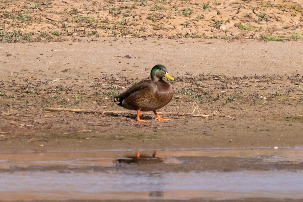 Mallard x Mexican Duck (hybrid) - ML646472404