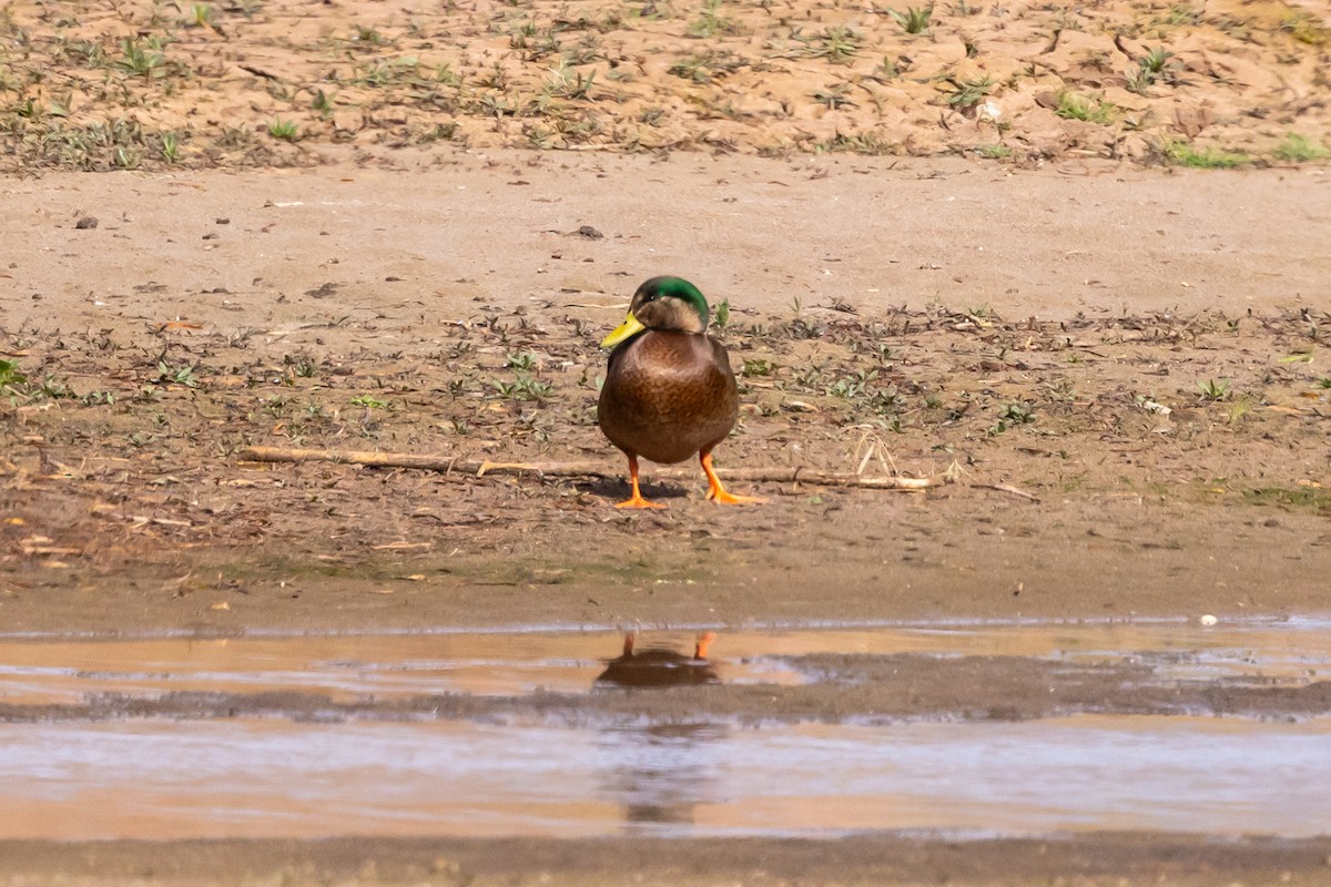 Mallard x Mexican Duck (hybrid) - ML646472405