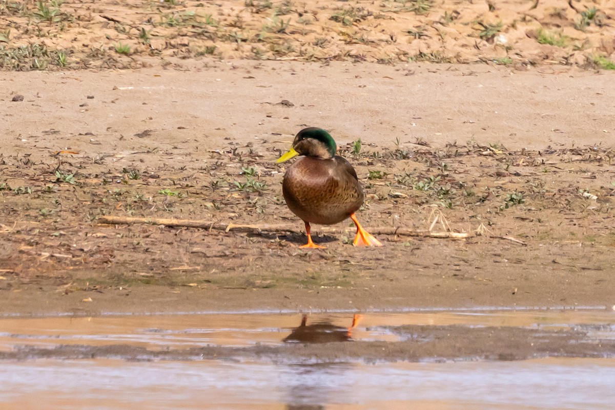 Mallard x Mexican Duck (hybrid) - ML646472406