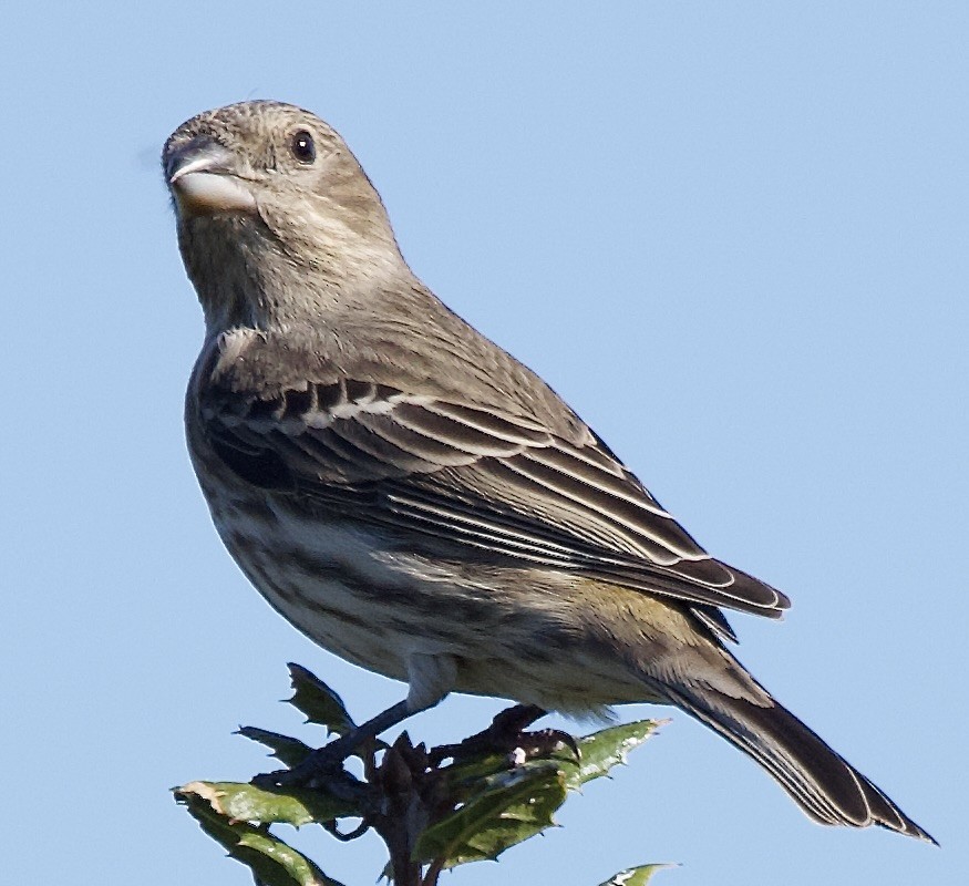 House Finch - ML646472407