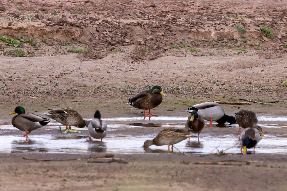 Mallard x Mexican Duck (hybrid) - ML646472408