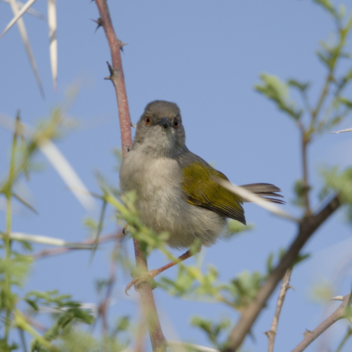Green-backed Camaroptera - ML646472409