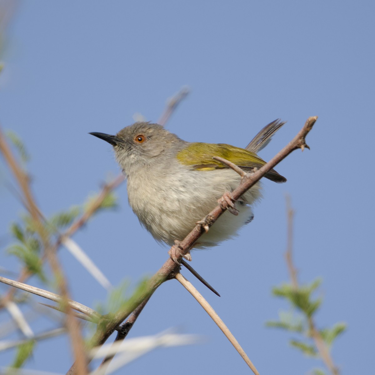 Green-backed Camaroptera - ML646472410