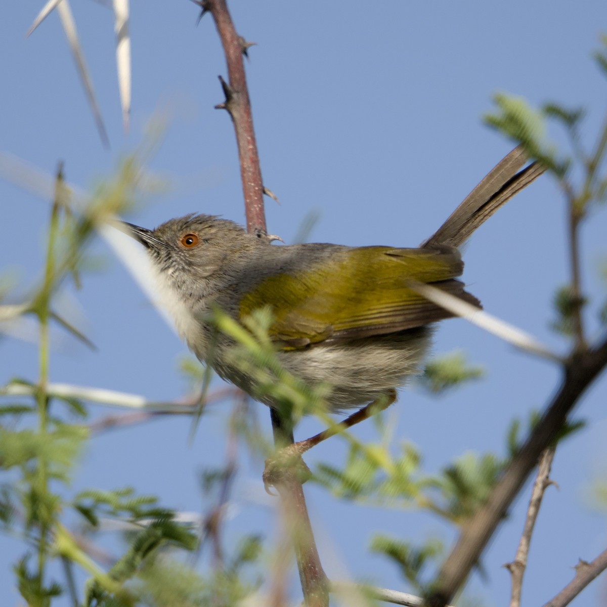 Green-backed Camaroptera - ML646472411