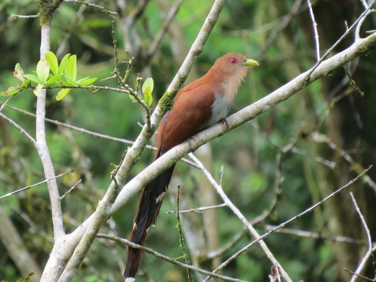 Common Squirrel-Cuckoo - ML646472412