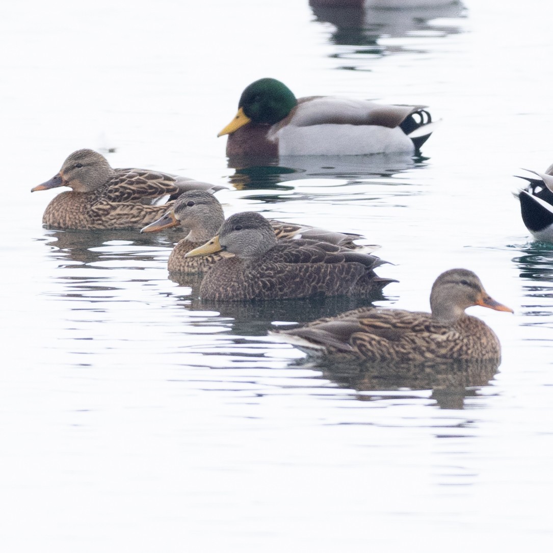 American Black Duck - ML646472414