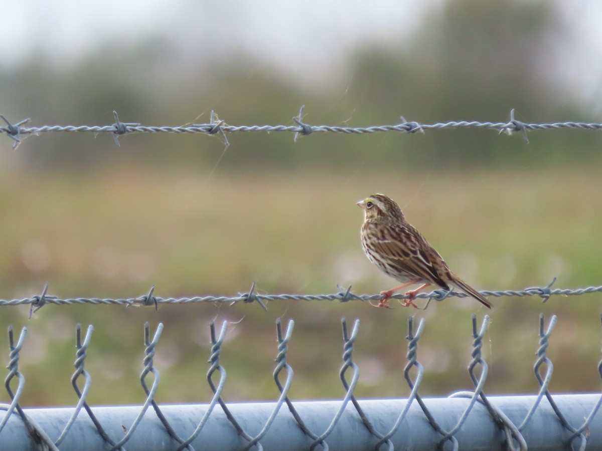 Chingolo Sabanero - ML646472415