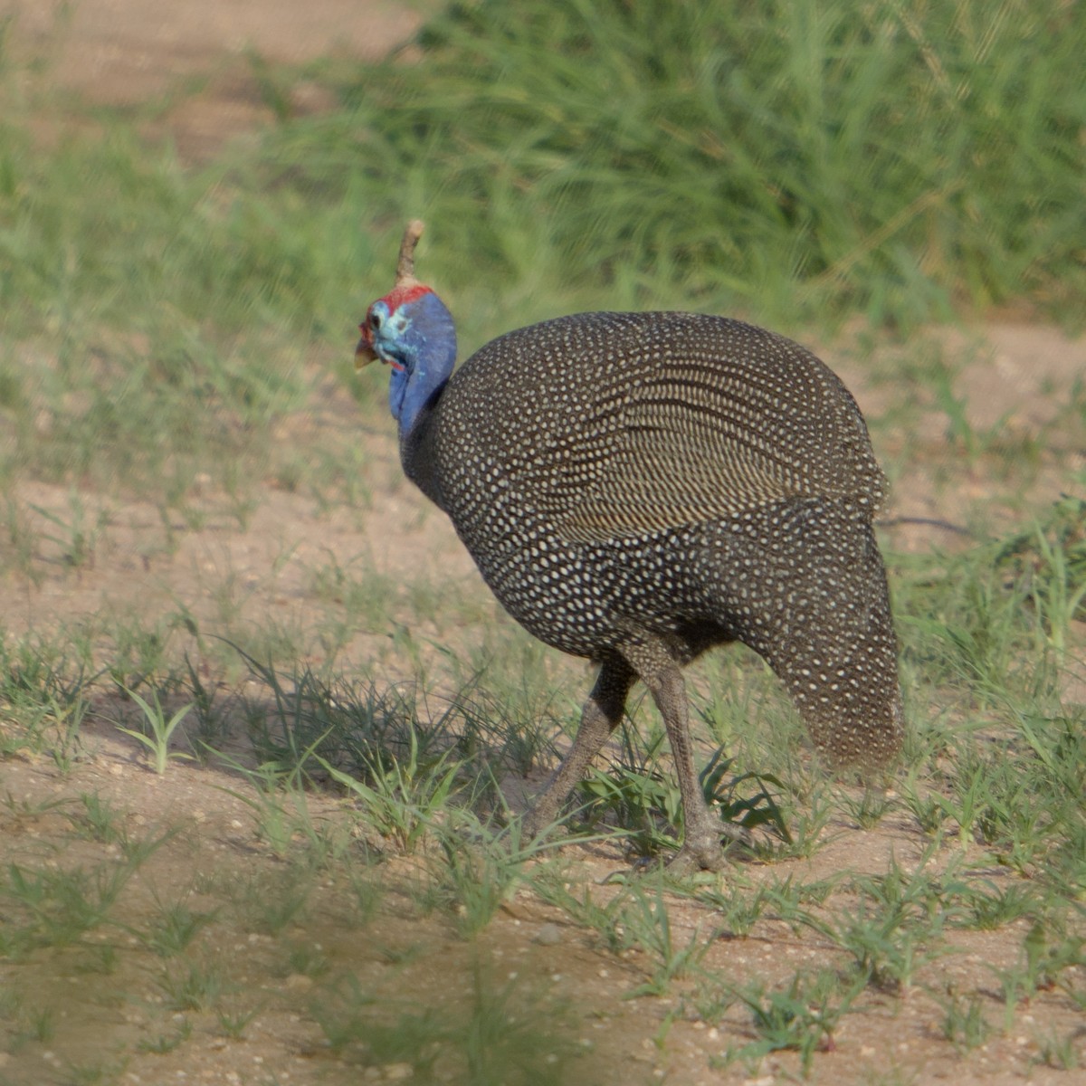 Helmeted Guineafowl - ML646472416