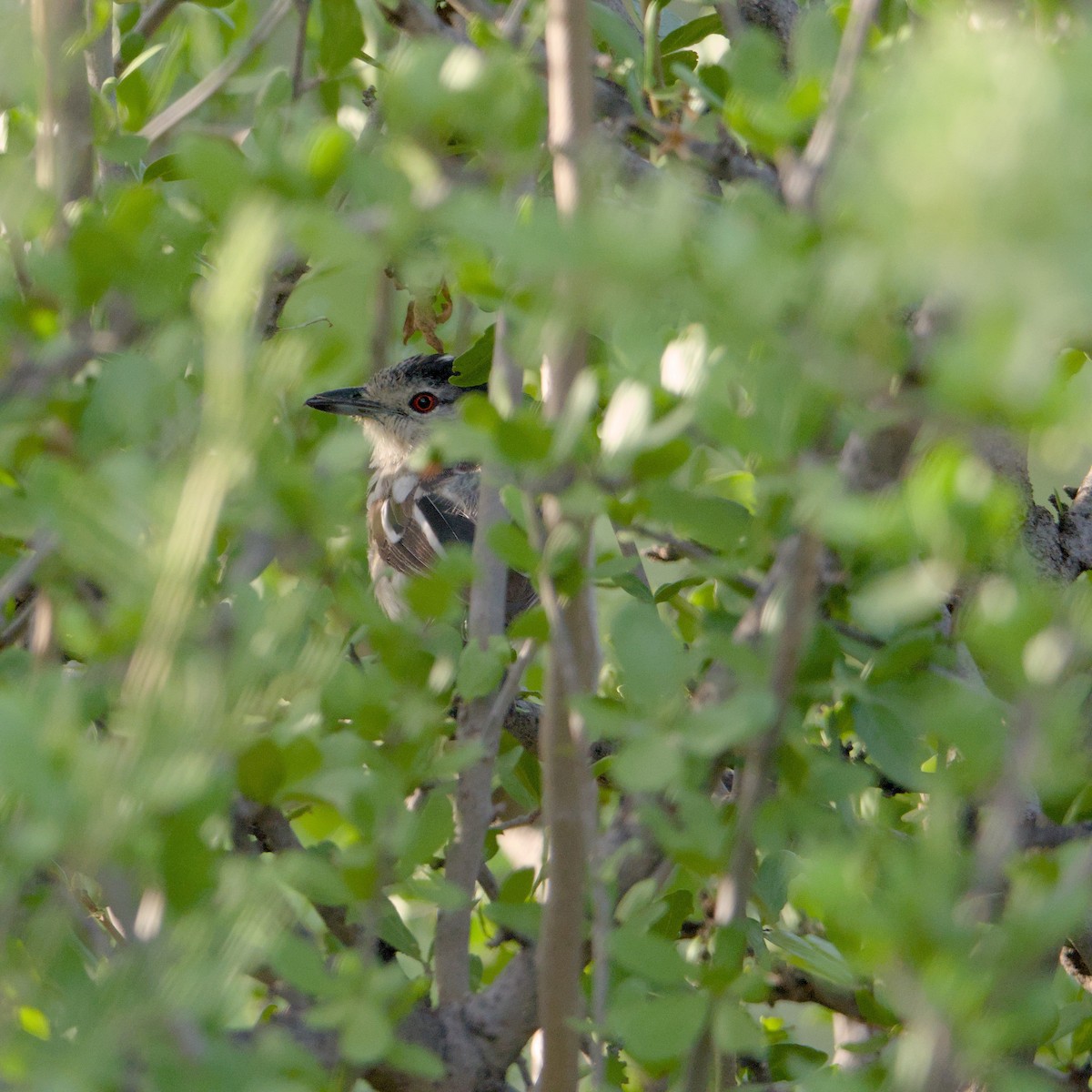 Black-backed Puffback - ML646472420