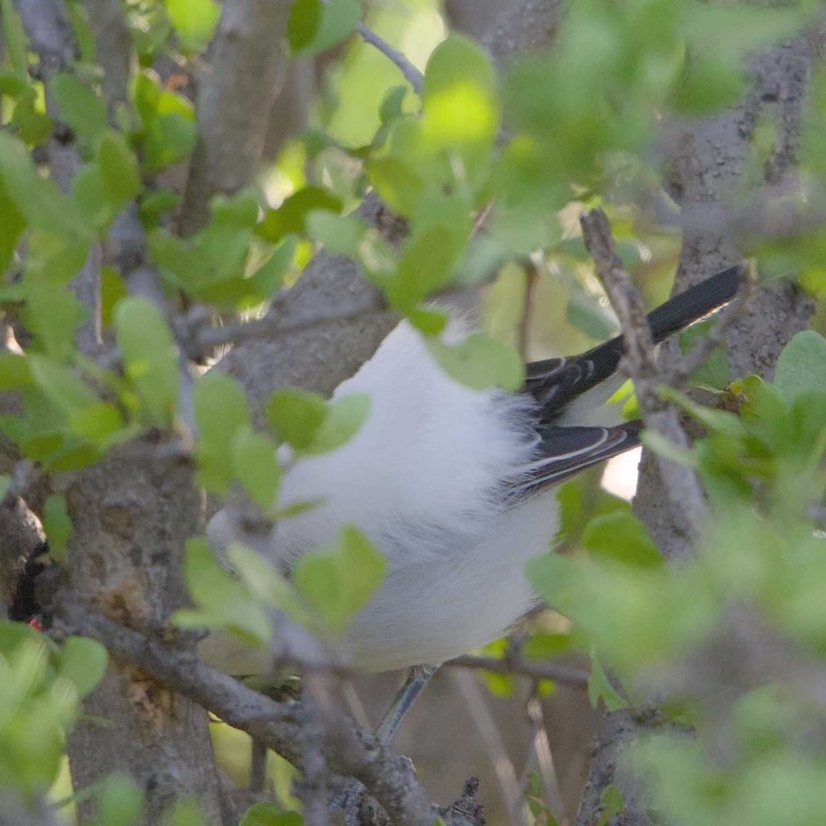 Black-backed Puffback - ML646472421