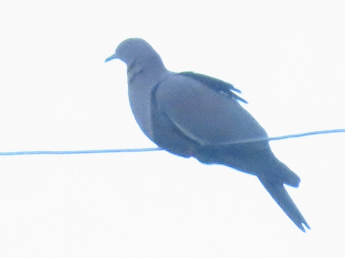 Plain Pigeon - ML646472422