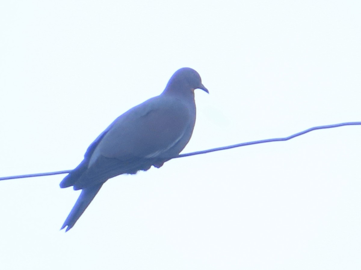 Plain Pigeon - ML646472423