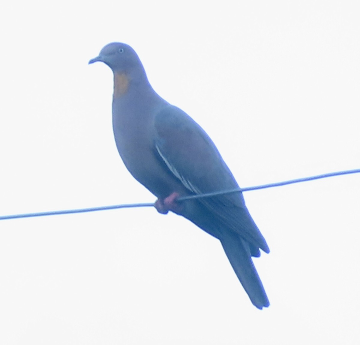 Plain Pigeon - ML646472424