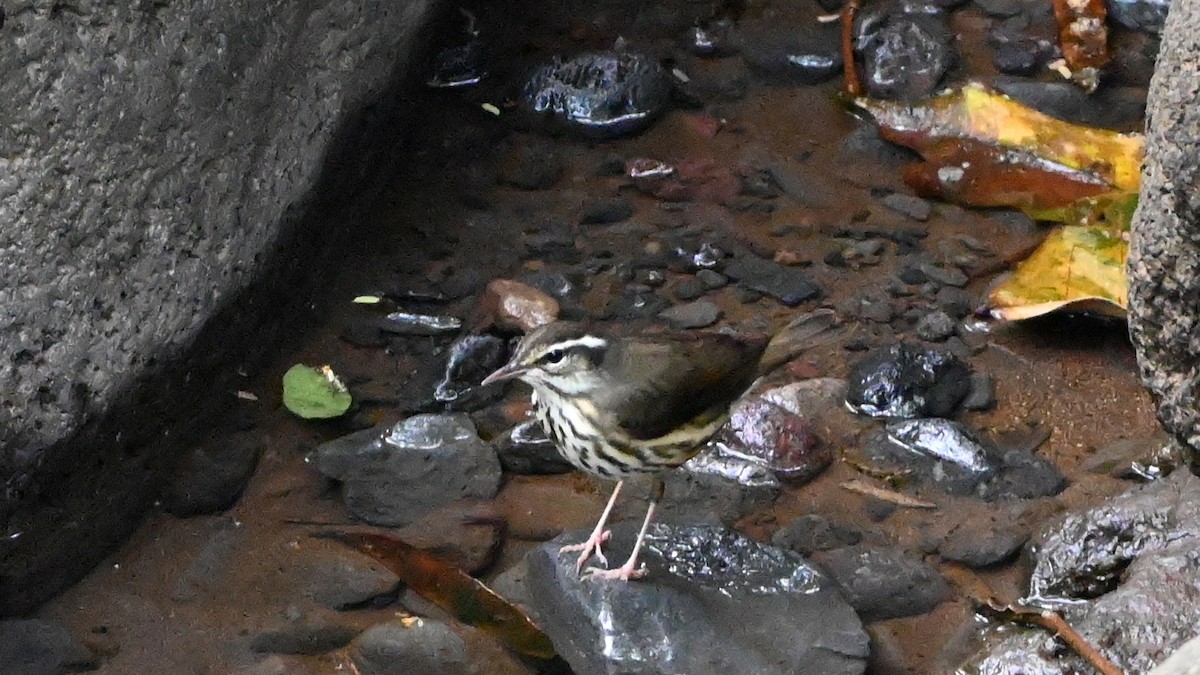 Louisiana Waterthrush - ML646472425