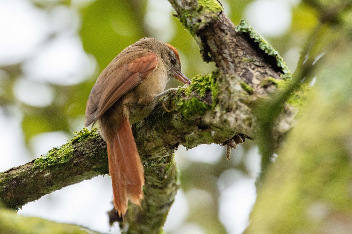 Ash-browed Spinetail - ML646472426