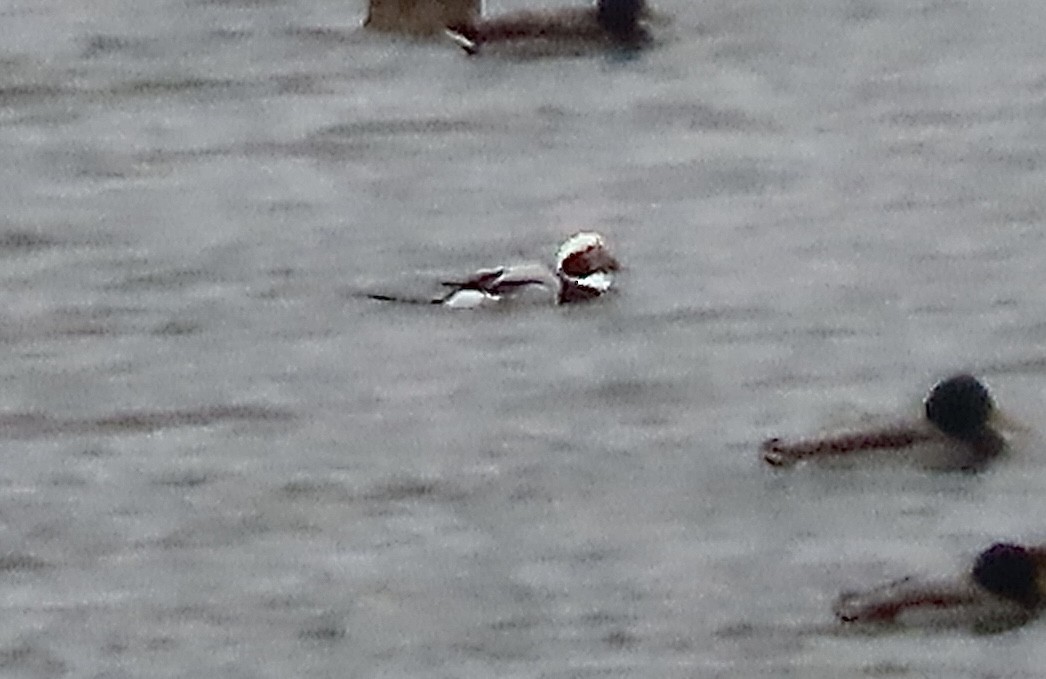 Long-tailed Duck - ML646472427