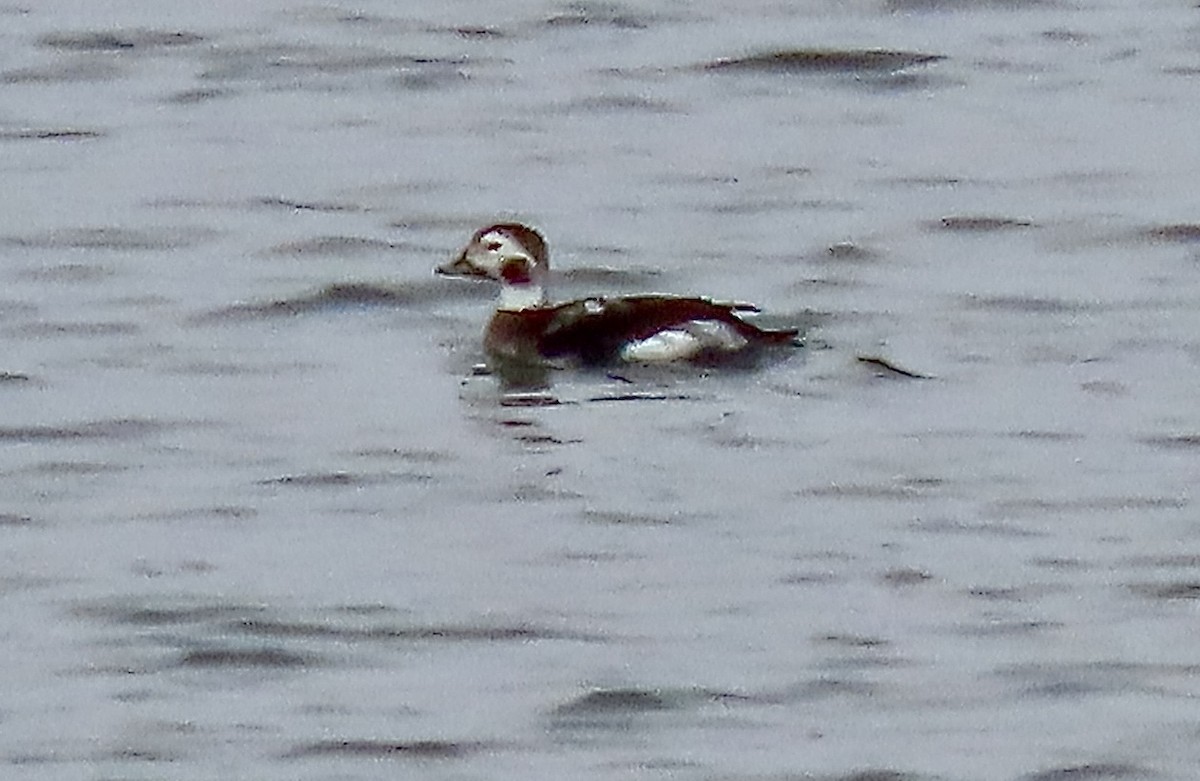 Long-tailed Duck - ML646472428