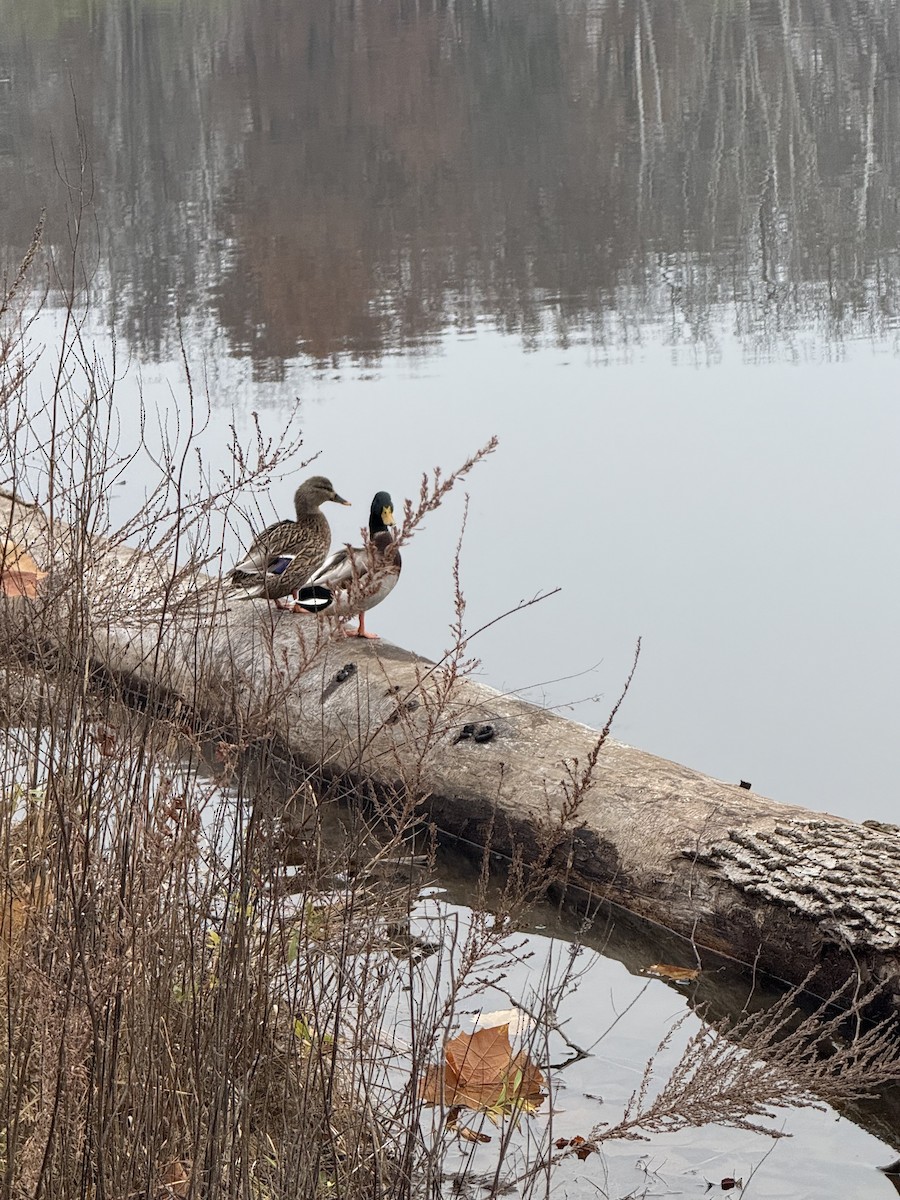 Mallard - ML646472429